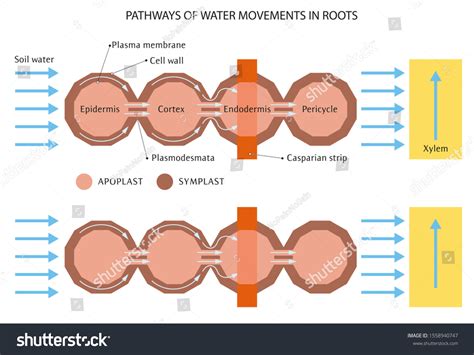 Illustration Shows Pathways Water Movement Plant Stock Illustration ... 