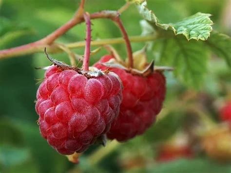 Шпалера для малины – примеры из практики