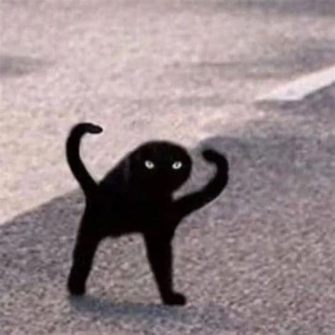 Pin De KRISS THE UMBREON En Gatos Negros Meme Gato Chistes De Negros