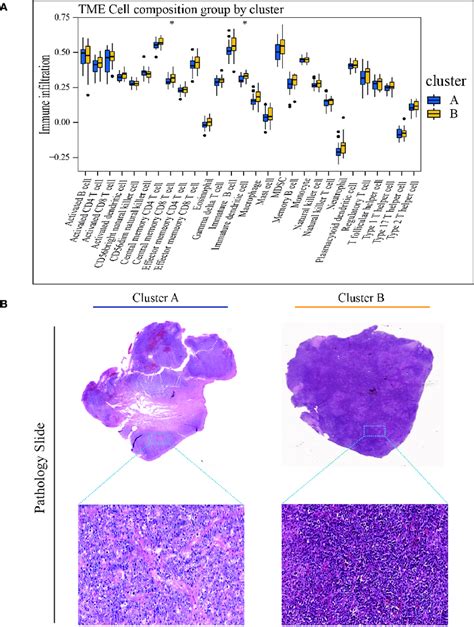 Characteristics Of Tme In The Cuproptosis Subtypes Of Tcga Dlbcl A