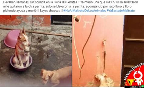 Denúnciamesta Morelia Vecina de Camelinas dejó morir a perrita