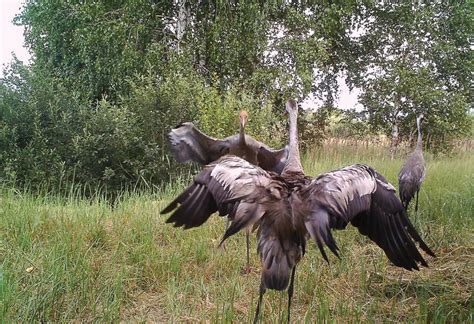 Animals of Chernobyl: welcome to the wildlife paradise in a nuclear exclusion zone — The Calvert ...