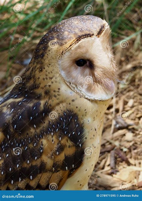 Captivating Hypnotic Australian Grass Owl Stock Image Image Of