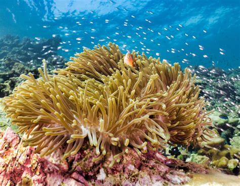 Coral Reef Alliance Saving The Worlds Coral Reefs