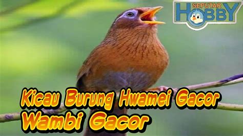 Kicau Burung Hwamei Wambi Gacor Masteran Hwamei Wambi Youtube