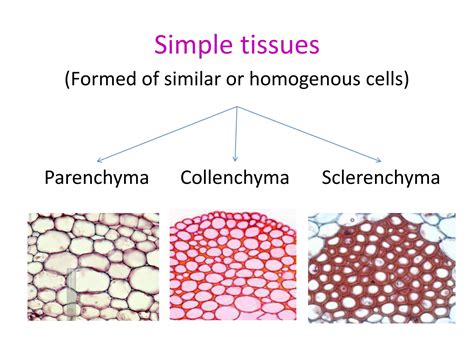 solution plant tissues permanent tissues studypool