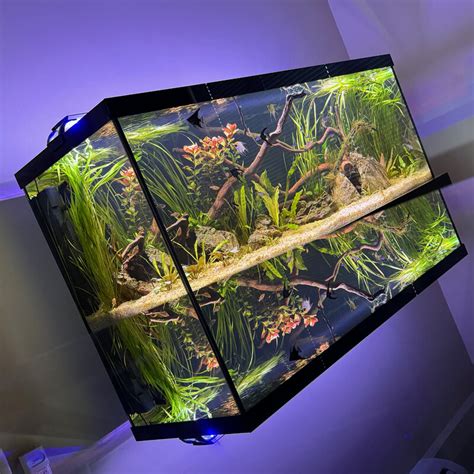 create   aquarium   advice tropical aquariums sa