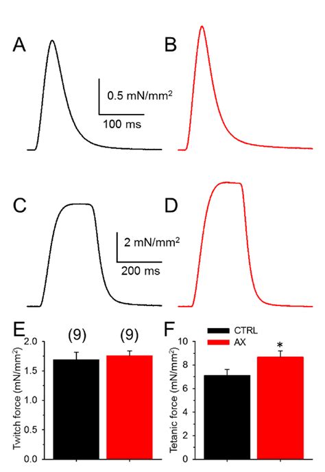 Increased Tetanic Force In EDL Muscles After AX Treatment