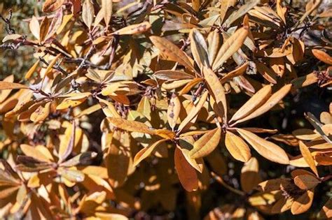 How To Revive A Dying Azalea And Possible Causes