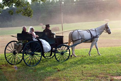 horse & carriage | Horse carriage, Horses, Carriage driving