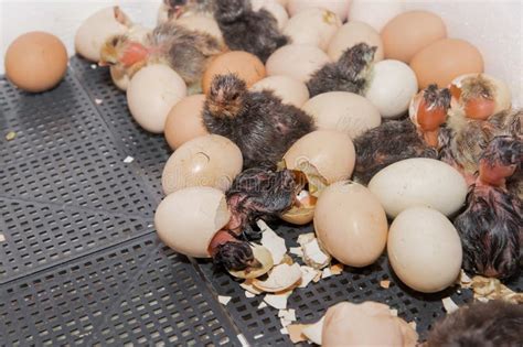 Hatching Chicks Chicken Eggs Eggshell Animal Incubator Laying Hen