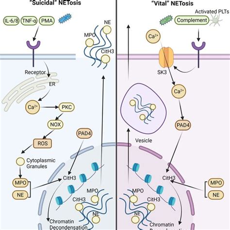 The Roles Of Process Of Neutrophil Extracellular Trap Net Formation