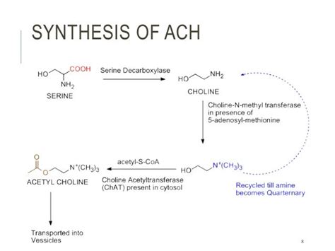 Biosynthesis Of Acetylcholine In Cns And Cholinergic Transmission