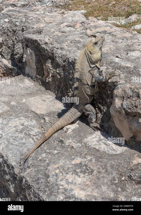 Gros Plan D Un Iguana Yucatan Est Une Esp Ce De L Zard De La Famille