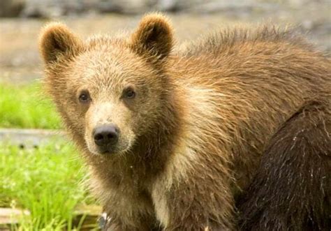 Free picture: brown bear, cub, natural habitat