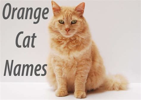 200 Most Popular Orange Cat Names You'll Love - Cat Mania