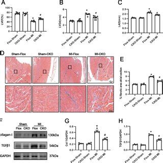 Effect Of Usp Cardiac Specific Knockout On Atrial Fibrosis After Mi