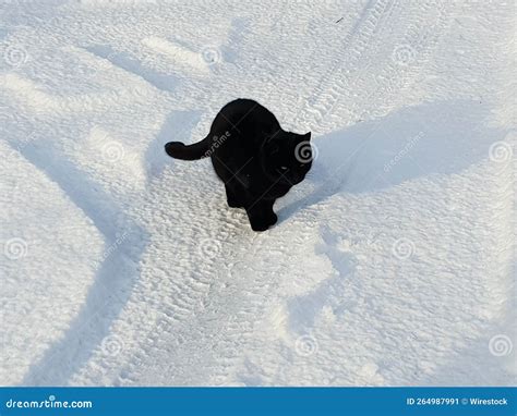 High Angle Shot Of A Cute Black Cat Resting On The Snow With Tire