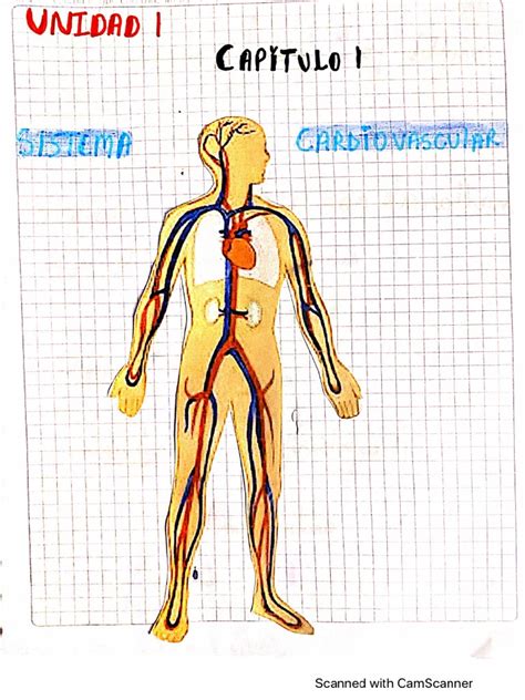 Imagen Del Cuerpo Humano | PDF