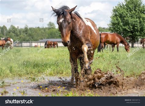 1,215 Grass Mud Horse Images, Stock Photos & Vectors | Shutterstock