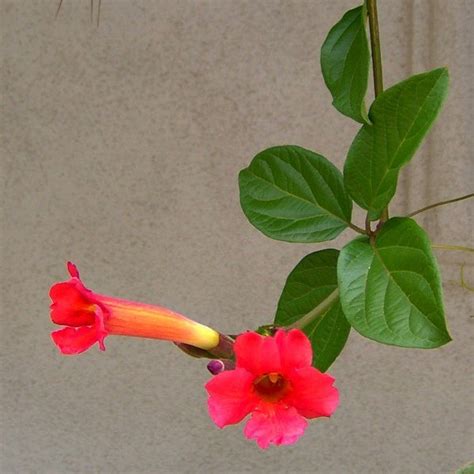 Campsis radicans - Red Trumpet Vine – Smart Seeds Emporium