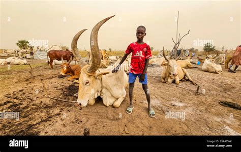 Boy With Horned Cattle Dinka Cattle Camp Bor Central Region South