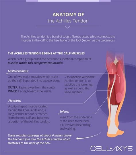 Anatomy Of The Achilles Tendon