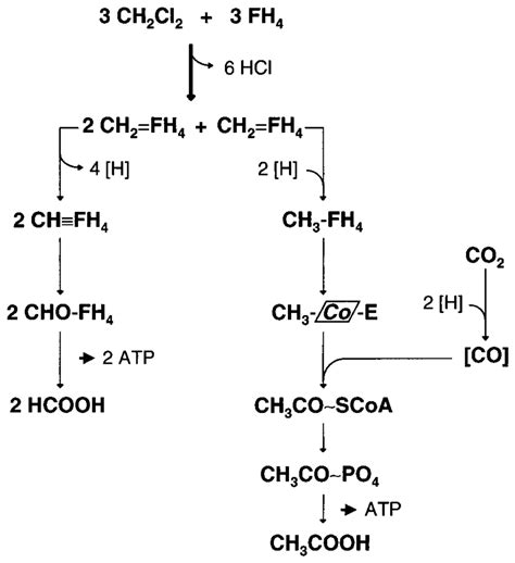 Proposed Pathway For The Metabolism Of Dichloromethane By D