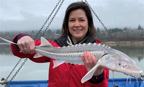 Giant White Sturgeon Fraser River