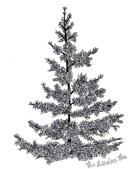 Evergreen Tree Drawing at GetDrawings | Free download