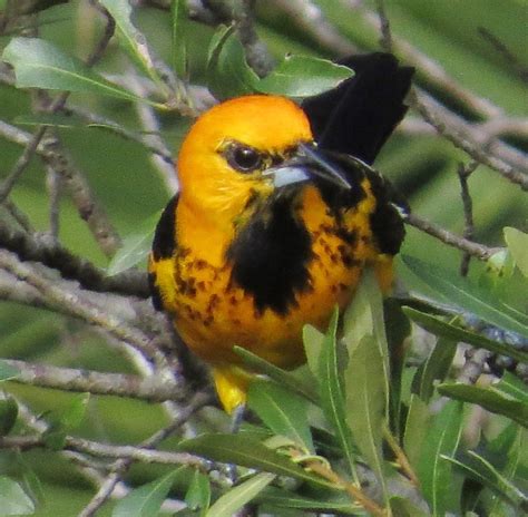 ムナフムクドリモドキ Spot Breasted Oriole Icterus Pectoralis Spezies