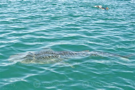 Whale Shark while eating 12214494 Stock Photo at Vecteezy