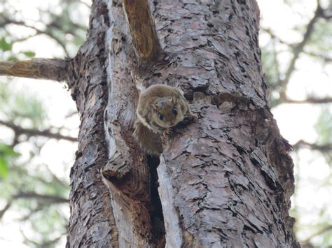 Southern Flying Squirrel Rediscovered In Honduras After 43 Years