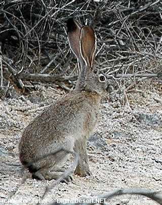 Death Valley Wildlife