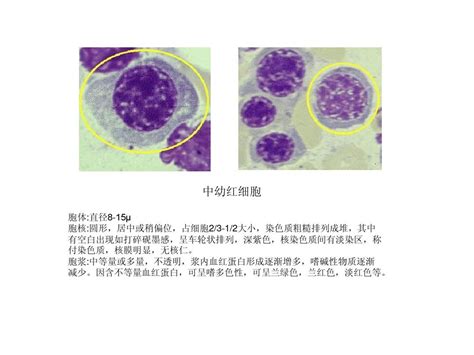 1 常见血液细胞学图谱word文档在线阅读与下载无忧文档