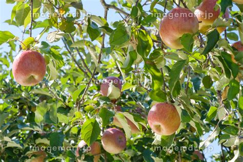 信州のリンゴの農園 果樹園の写真素材 145433639 イメージマート