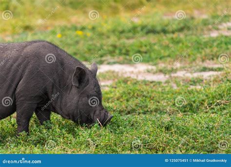 Vietnamese Pot Bellied Pig Stock Image Image Of Vietnam