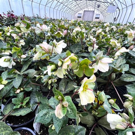 Helleborus Mollys White From Babikow Wholesale Nursery