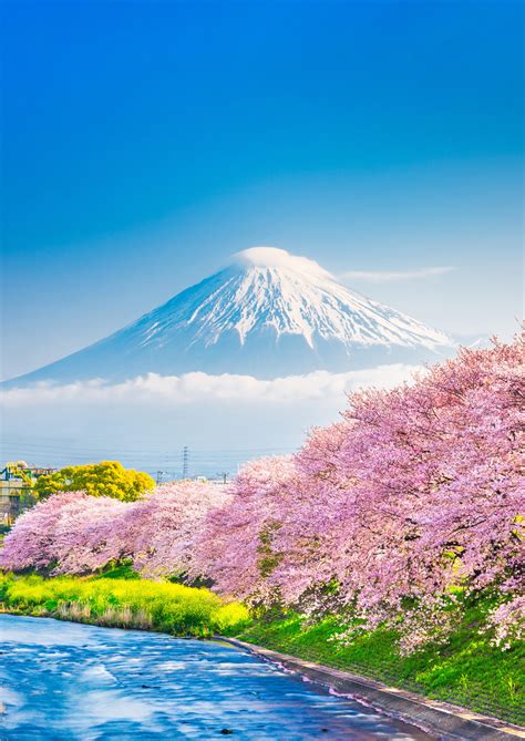 Cherry Blossom Festival 2025: A Blooming Affair Not to Be Missed!