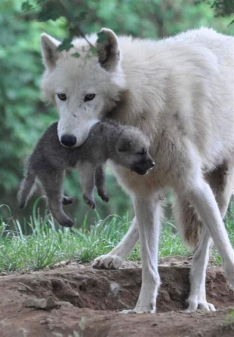 Épinglé par Rossella tosetti sur Wow en 2024 Loup