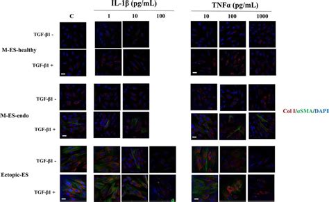 Representative Photomicrographs Of Double Immunofluorescence Staining