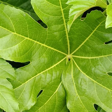 Fatsia japonica — Plants For Design