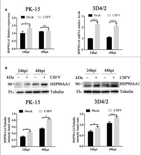 Frontiers HSP90AA1 Interacts With CSFV NS5A Protein And Regulates