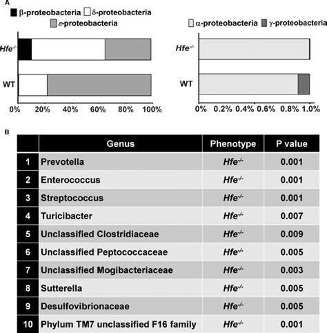 Colonic Bacterial Dysbiosis In Hfe −− Mice Fecal Dna Was Extracted Download Scientific