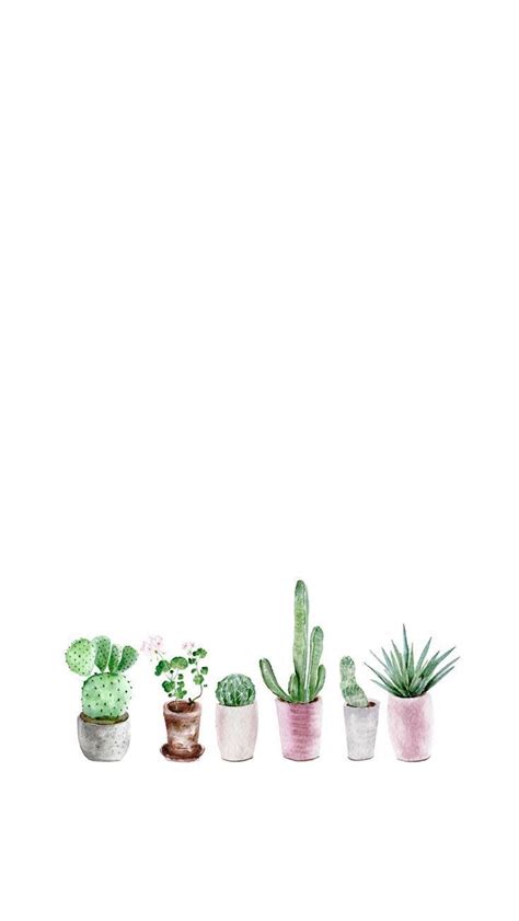 Succulent Phone Wallpapers - Wallpaper Cave