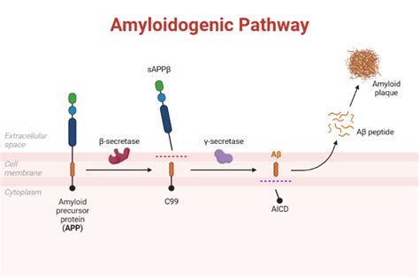 Amyloidogenic Pathway Biorender Science Templates