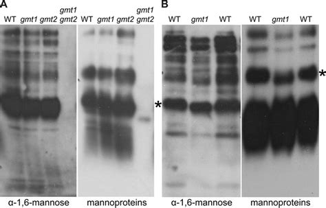 Single Gmt Mutations Have Modest Effects On Protein Glycosylation