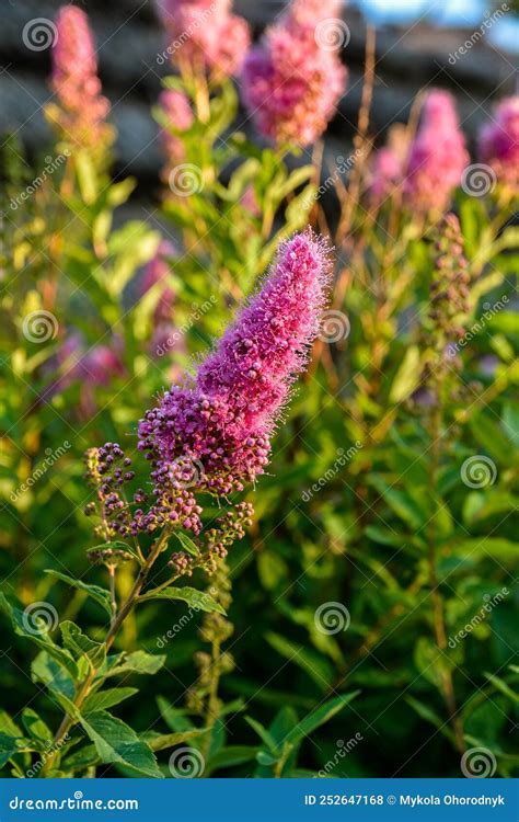 Spiraea Douglasii Flower Blooming Known As Hardhack Steeplebush And