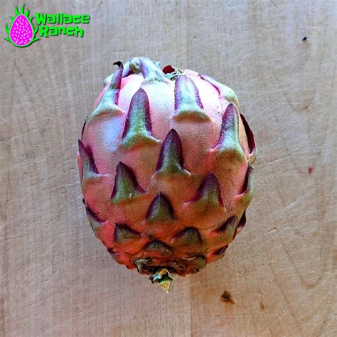 December Harvest Wallace Ranch Dragon Fruit