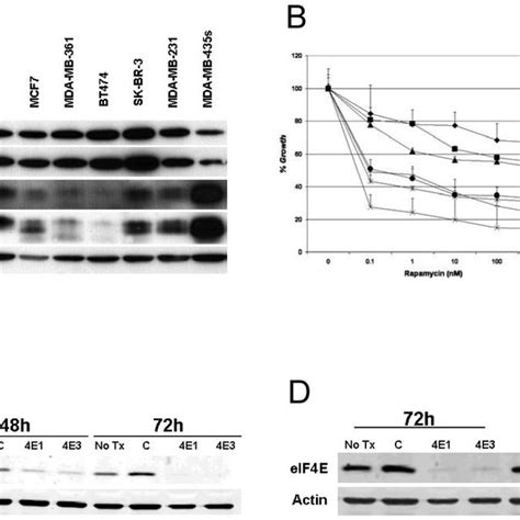 Expression Of Eif4e And 4e Bp1 In Panel Of Breast Cancer Cell Lines A Download Scientific